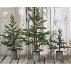 Grantræ m. kogler · mellem