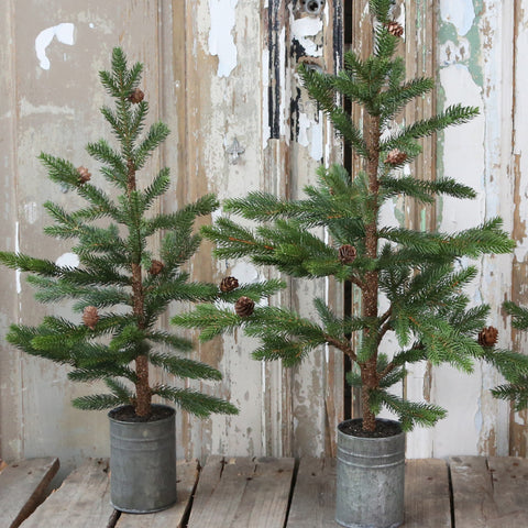 Grantræ m. kogler · mellem